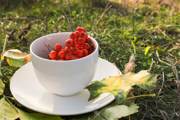a full white Cup of mountain ash stands on a saucer that is on the grass with the sun's rays.