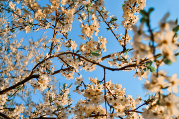 Bright white flowers of apple tree on branches of blooming spring tree in light of sun against the background of clear blue sky. Park in a city