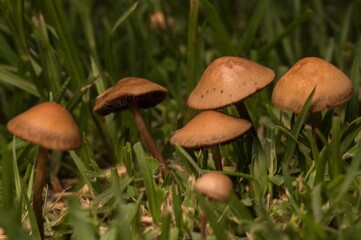Habitantes del jardin