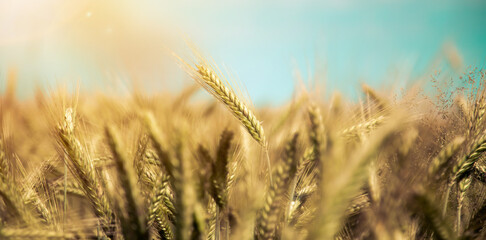 Agriculture field: Ripe ears of wheat, harvest