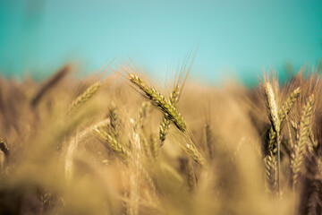 Fototapeta premium Agriculture field: Ripe ears of wheat, harvest