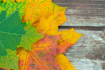 colorful autumn leaves on the old wooden background