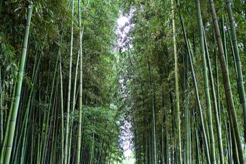 The scene of bamboo forest in Gifu.