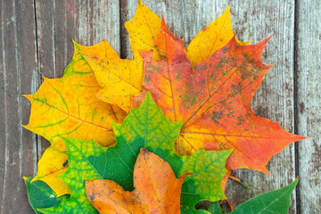 colorful autumn leaves on the old wooden background