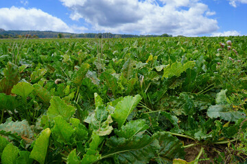 Fototapeta na wymiar Blick über ein Zuckerrüben Feld an einem schönen Herbsttag 