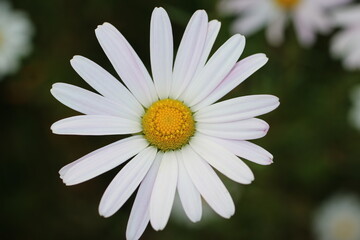 Fototapeta premium daisy flower