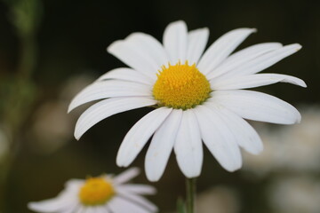 Fototapeta premium daisy flower closeup