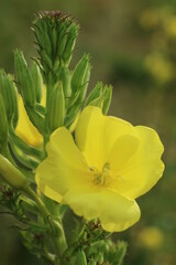 yellow flower in the garden