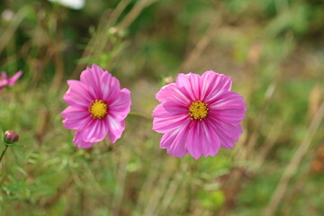 Obraz premium pink cosmos flowers