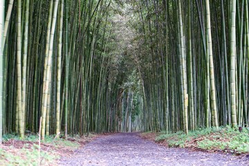 Footpath in the bamboo forest.