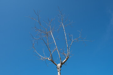 Serie árboles 