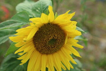 Obraz premium sunflower with bee