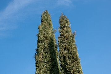 Serie &aacute;rboles 