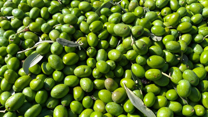 Fototapeta na wymiar Background of olive fruits in the Organic garden.With green color, Italy.