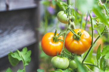 Red and green organic tomatoes on green branch, urban gardening