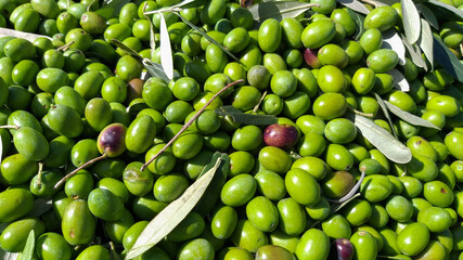 Background of olive fruits in the Organic garden.With green color, Italy.