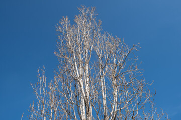 Serie &aacute;rboles 