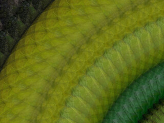 Fototapeta premium Green leather snake textured background . 