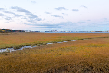 Golden grasses at low tide on the Island of Orleans coast, with the Quebec City skyline in soft focus background, Quebec, Canada