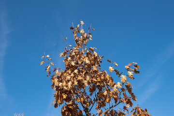 Serie &aacute;rboles 