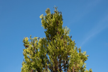 Serie &aacute;rboles 