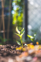 Sustainable and growth concept: Fresh seedling in the fruitful soil