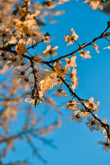 Blooming branch of spring apple tree with bright white orange flowers with petals, stamens, green leaves in warm light of sunset. Clear blue sky backdrop. Park in city