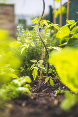 Tomato planting in the raised bed: young plants are growing in the sunlight