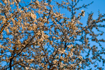 Obraz premium Blooming branches of spring apple tree with bright white flowers in orange warm light of sunset, with petals, stamens, green leaves. Clear blue sky backdrop. Park in city
