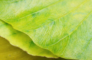Closed up and selective focus texture macro of colorful leaves in October the season change