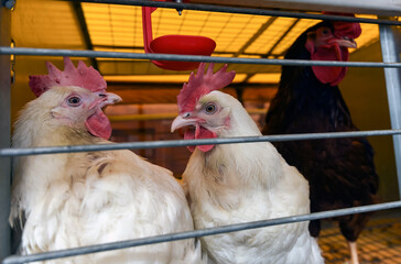 Chickens in a cage near the feeder © Vital
