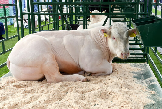 Bull, in a stall at an exhibition