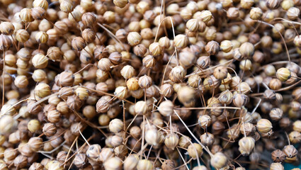 ripe flax, close-up. background picture dry plant