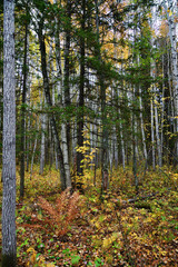Autumn forest. Karelia, Russia