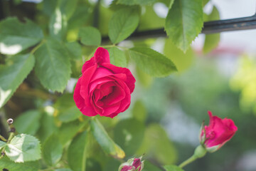 Red roses in the own garden. Valentines, mother’s day or birthday background