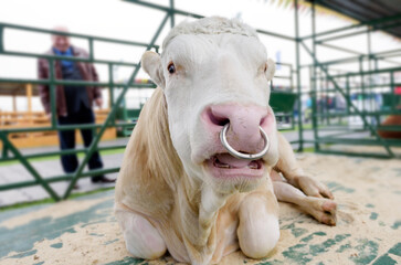 close-up portrait of a charolais bull in a stall