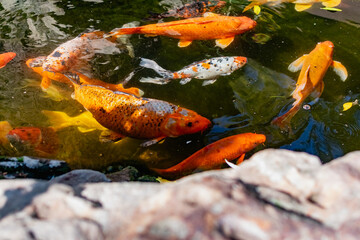 Very beautiful pond with goldfish. Koi carp - colorful decorative fish for decorating artificial reservoirs. Rich colors, individuals of different sizes among water, vegetation and rocks