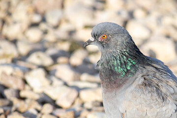Feral pigeon with eye inflammation (conjunctivitis) due to infection.
