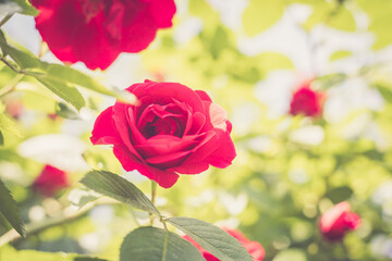 Red roses in the own garden. Valentines, mother’s day or birthday background