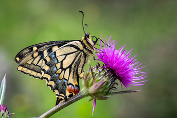 Eastern tiger swallowtail butterfly