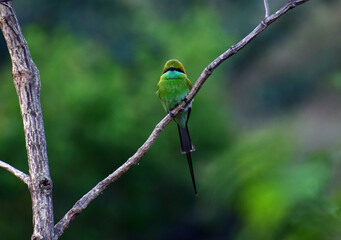 A small bee eater looking straight into the camera. Seems it is looking at you only. Scientific name of the bird is Merops orientalis. They belong to a family Meropidae.