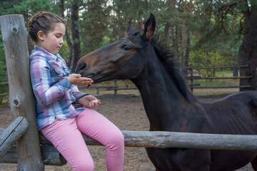 In the summer afternoon at the farm, a girl sits on a fence and feeds a foal.