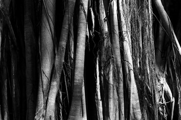 Banyan tree base in black and white