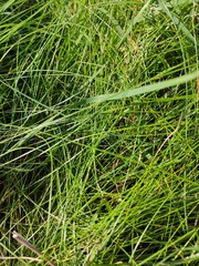 green grass background