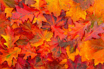 Naklejka na ściany i meble Background of colored autumn leaves