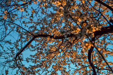 Blooming branches of spring apple tree with bright orange white flowers with petals, yellow stamens, green leaves in warm light of sunset. Clear blue sky background. Park in city