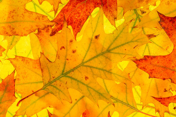 Background of colorful autumn leaves backlit