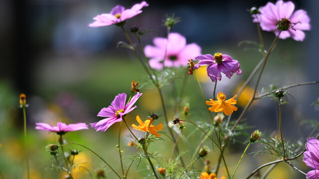 Bl&uuml;ten auf einer Bienenweide, Wildblumenwiese