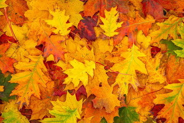 Naklejka na ściany i meble Colorful backround image of fallen autumn leaves