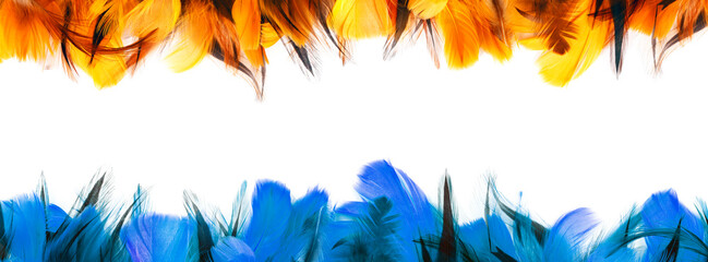 Feathers on white background. Panorama. Banner.